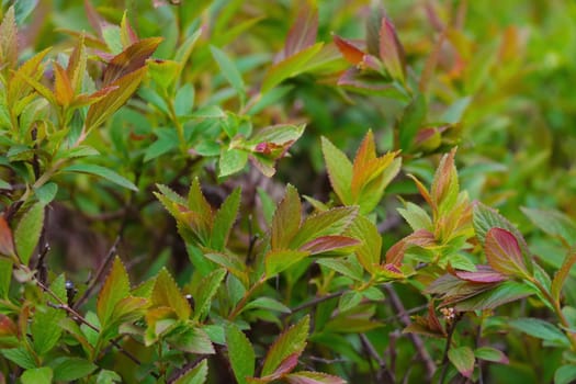 Young green branches of bushes in the park