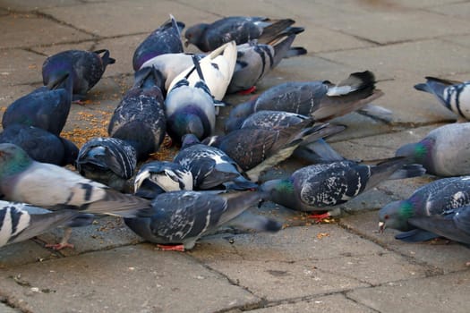 Selective focus. Pigeons eat on the street from a tile. Feeding the birds