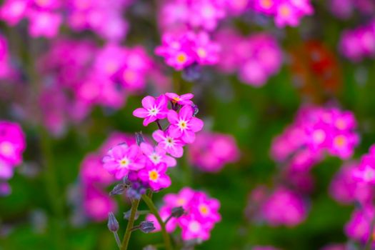 Beautiful blooming pink perennial flowers in the garden