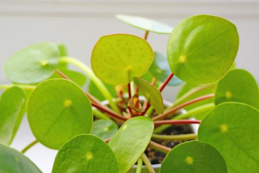 Close-up on a green young Pilea Peperomioides