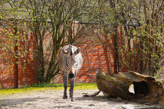 There is a beautiful zebra walking in the animal park