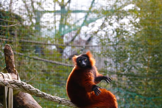 Close-up on a lemur in an animal park