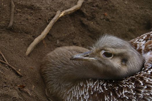 Close-up of an ostrich sitting in the sand and incubating eggs