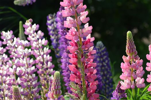 Close-up of colorful pink and purple lupins