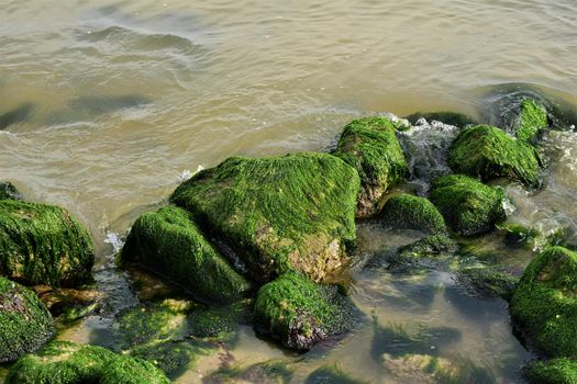 Stones overgrown with algae in the shallow water on the beach of an island