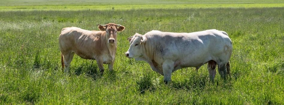 strong white blone d'aquitaine bull and light brown cow stand in long grass of summer meadow in the netherlands