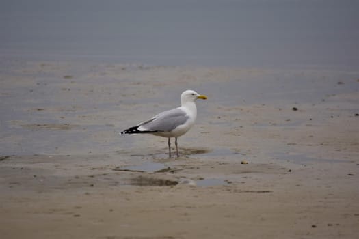 Seagull at the beach near the water