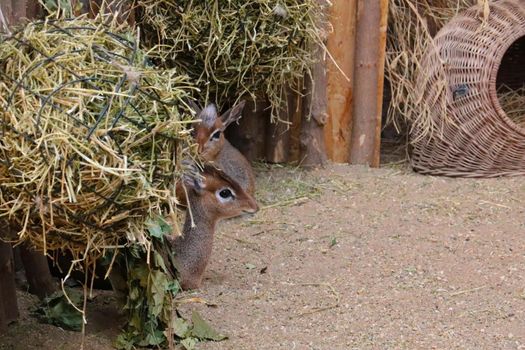 A small antelope is hiding from the hay