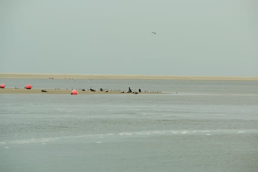 A group of birds sitting on a sand bank and flying in the air