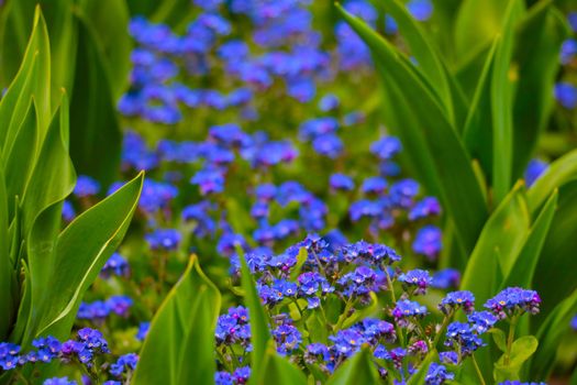 Beautiful blooming perennial blue flowers in the meadow