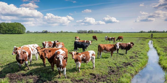 spotted red cows and bulls in green grassy summer meadow near canal in the netherlands under blue sky with white clouds