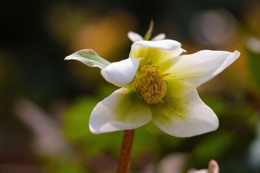 View of a young white blooming flower in the summer park