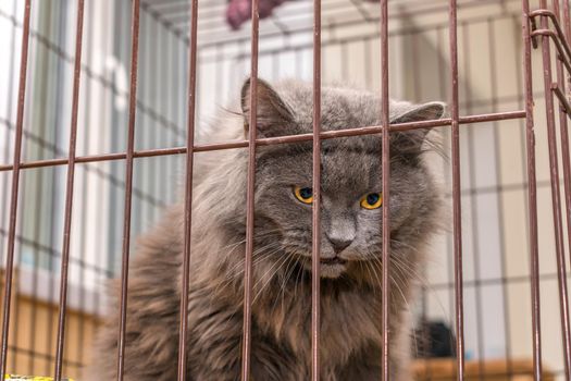 Large and dangerous cat with yellow eyes maine coon breed in a cage isolated from other animals