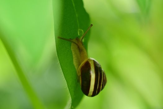 Close-up of a housing snail on a green leaf against agreen blurred background