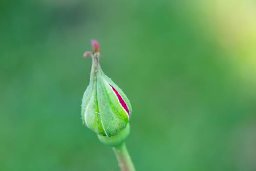 Close up red rose bud