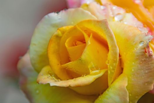 close-up yellow rose and raindrops