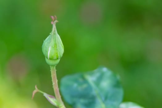 Close up red rose bud