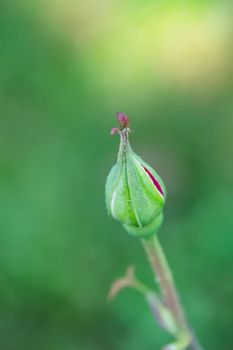 Close up red rose bud