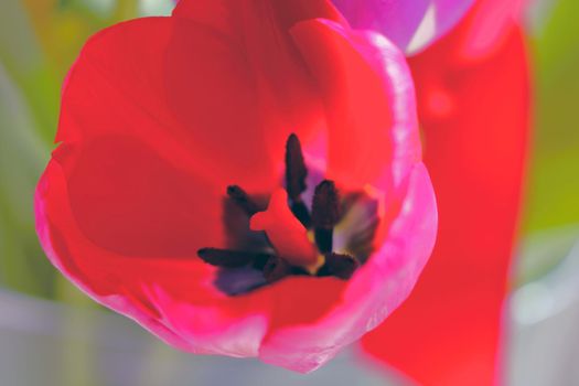 Top view of a blooming tulip in bloom