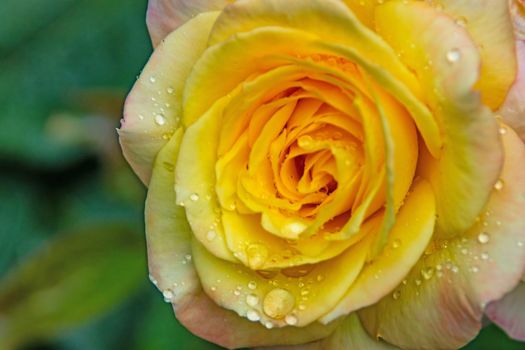 close-up yellow rose and raindrops