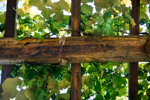 Small wooden pergola with vines from sour grapes