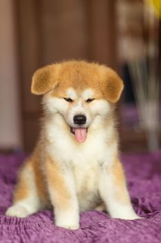 Handsome akita inu puppy. Little fluffy gingerbread.
