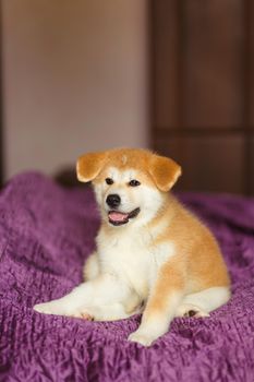 Handsome akita inu puppy. Little fluffy gingerbread.