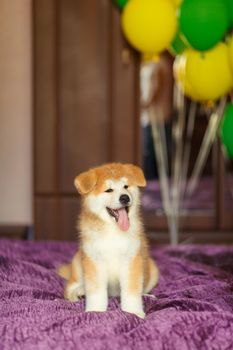 Happy akita inu puppy celebrate his adoption in new family.