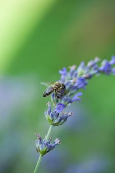 Close-up of a bee on a flower of lavender