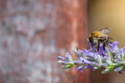 Close-up of a bee on a flower of lavender