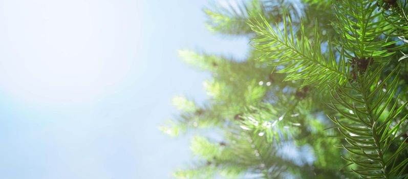 Green leaves on bright sky background on sunny day with copy space.