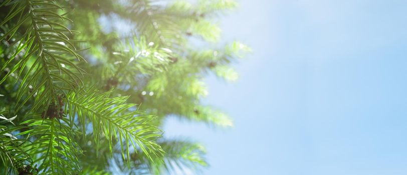 Green leaves on bright sky background on sunny day with copy space.