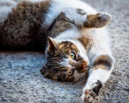 Young stray female cat looking at the camera, cute stray kitten