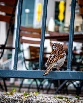 Wild sparrow waiting for food near a restaurant, close-up photo of wild bird