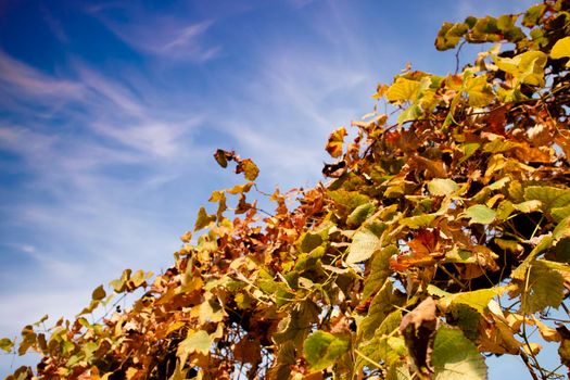 Photo shoot of the cultivated leaves of the vine in the autumn season 
