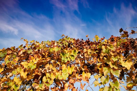 Photo shoot of the cultivated leaves of the vine in the autumn season 