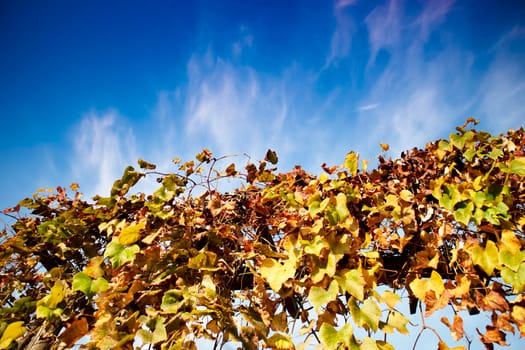 Photo shoot of the cultivated leaves of the vine in the autumn season 