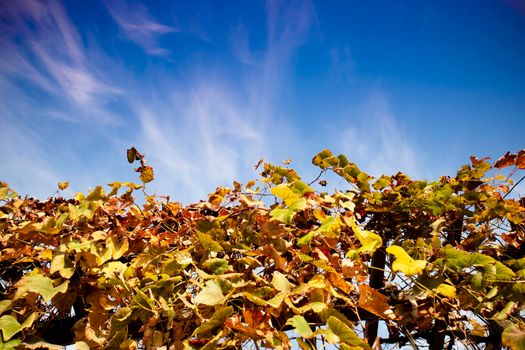 Photo shoot of the cultivated leaves of the vine in the autumn season 