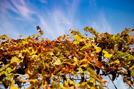 Photo shoot of the cultivated leaves of the vine in the autumn season 