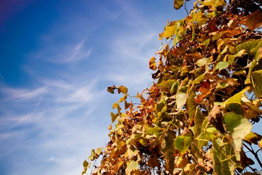 Photo shoot of the cultivated leaves of the vine in the autumn season 