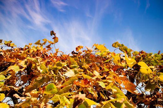 Photo shoot of the cultivated leaves of the vine in the autumn season 