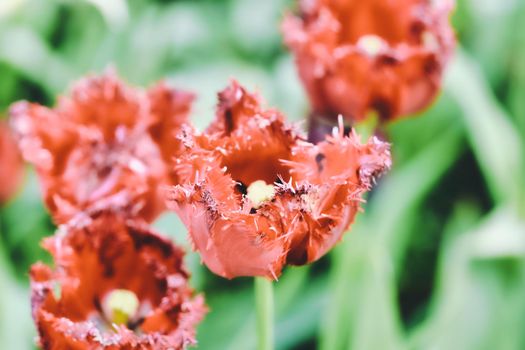 Bright flowers of tulips on a tulip field on a sunny morning, spring flowers tulips