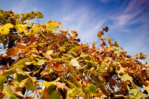 Photo shoot of the cultivated leaves of the vine in the autumn season 