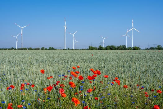 Wind turbines in a grainfield with some red poppy flowers seen in Germany