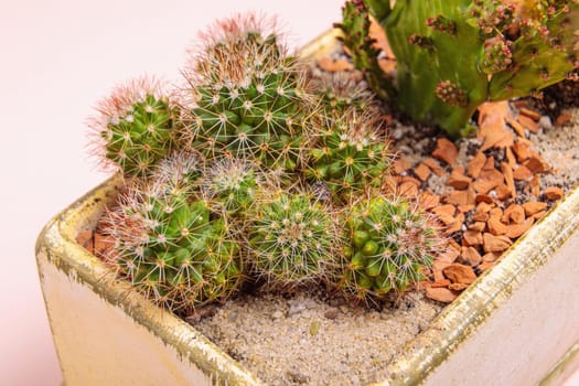 A set of cactus flowers in one pot. Composition from cacti. Close-up