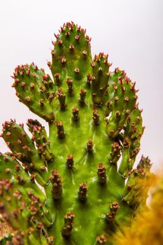 Flat cactus flower with pink needles. Indoor plant. Close-up