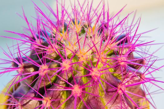 A round cactus with large purple thorns in a yellow pot. View from above. Close-up.