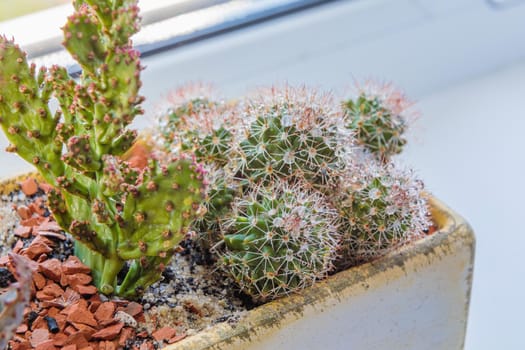 A set of cactus flowers in one pot. Composition from cacti. Close-up