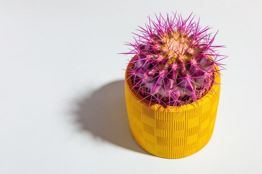 A round cactus with large purple thorns in a yellow pot. Close-up.
