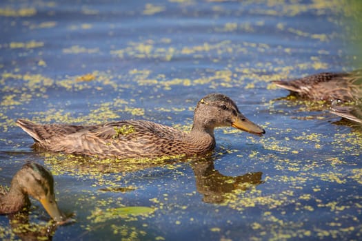 During the day, a wild duck swims along the pond. Close-up.